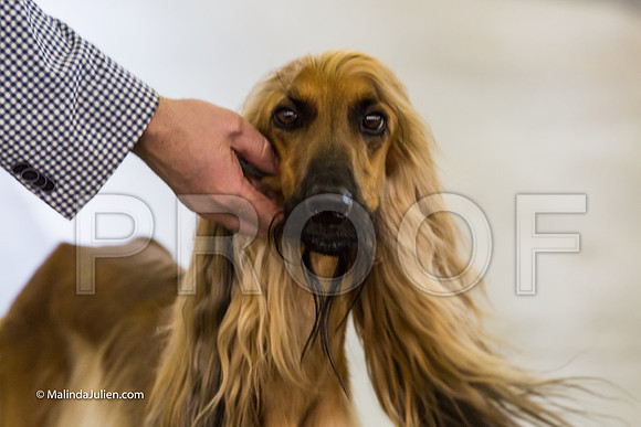 Hound Group Fri-MJJL1862-HR3