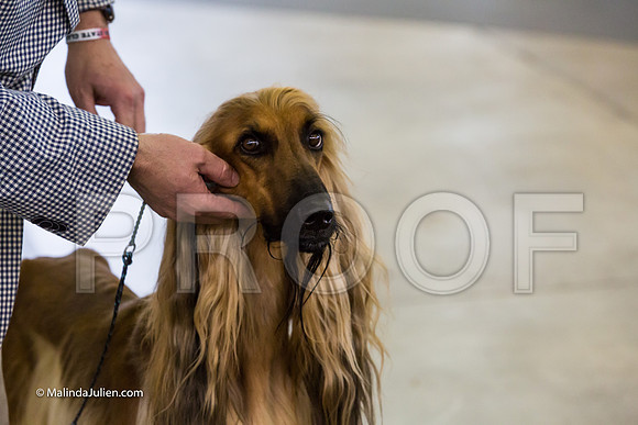 Hound Group Fri-MJJL1865-HR3