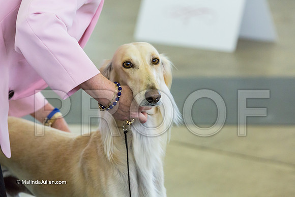 Hound Group Fri-MJJL1872-HR3