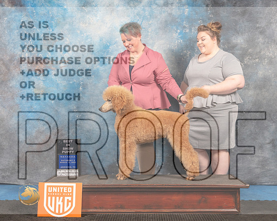 Poodle Std #284 Sat2 BIS Judge Pam Moore_MMJ_6567_Addison2022_HR3