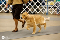 Golden Retriever Sun Ring