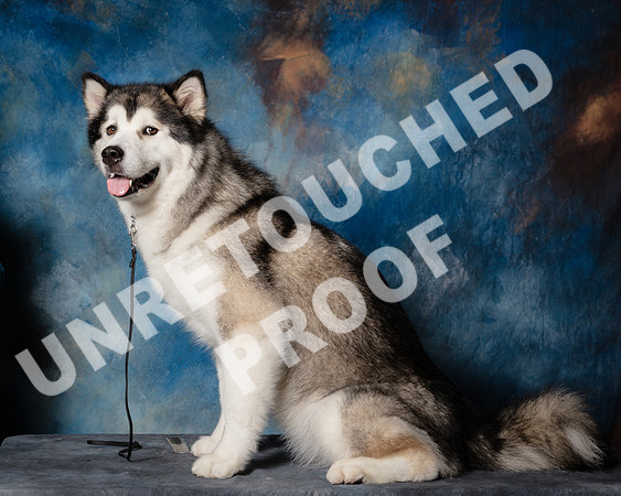 Alaskan Malamute Shari James Marlo-SSR_1545-HR3