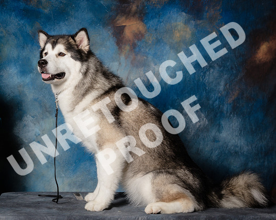 Alaskan Malamute Shari James Marlo-SSR_1547-HR3