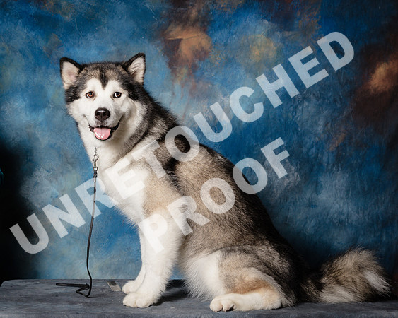 Alaskan Malamute Shari James Marlo-SSR_1549-HR3