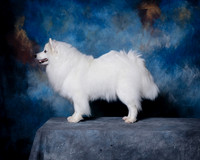 American Eskimo Sat Debbie Mitchell