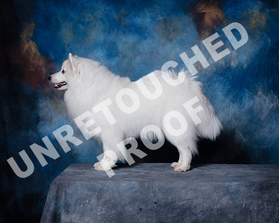 American Eskimo Sat Debbie Mitchell-SSR_1572-HR3