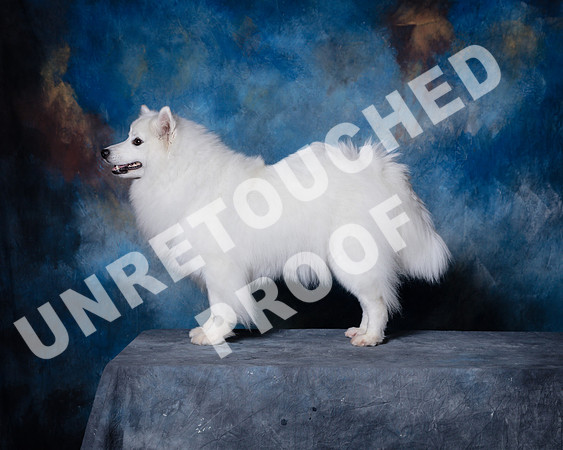 American Eskimo Sat Debbie Mitchell-SSR_1573-HR3