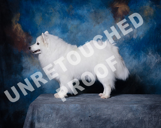 American Eskimo Sat Debbie Mitchell-SSR_1575-HR3