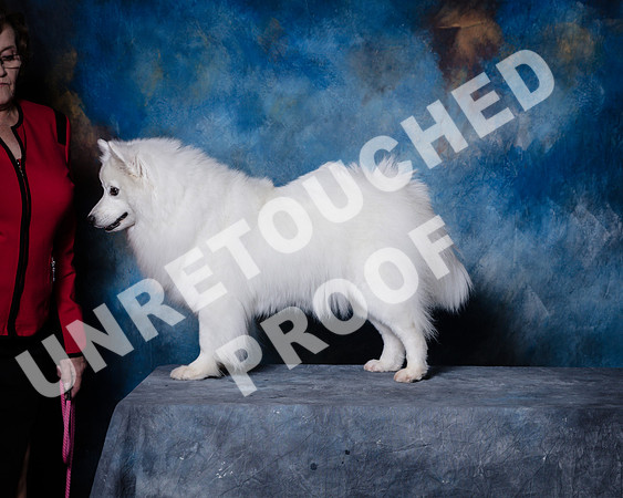 American Eskimo Sat Debbie Mitchell-SSR_1578-HR3