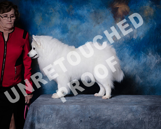 American Eskimo Sat Debbie Mitchell-SSR_1579-HR3