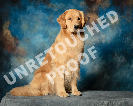 Golden Retriever Sat Rita Robbins-SSR_1585-HR3-2