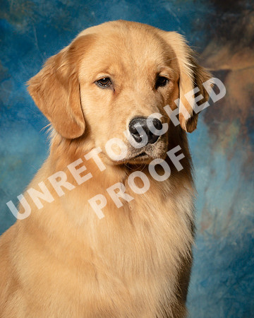 Golden Retriever Sat Rita Robbins-SSR_1585-HR3
