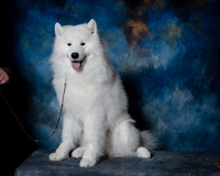 Samoyed #15 Steve Baker Diane Dodson
