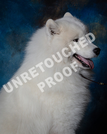 Samoyed #15 Steve Baker Diane Dodson-SSR_1523-HR3