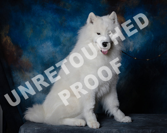 Samoyed #15 Steve Baker Diane Dodson-SSR_1524-HR3