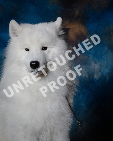 Samoyed #15 Steve Baker Diane Dodson-SSR_1528-HR3