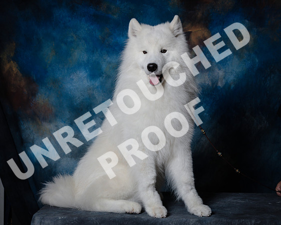 Samoyed #15 Steve Baker Diane Dodson-SSR_1529-HR3