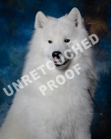 Samoyed #15 Steve Baker Diane Dodson-SSR_1530-HR3