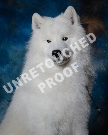 Samoyed #15 Steve Baker Diane Dodson-SSR_1531-HR3