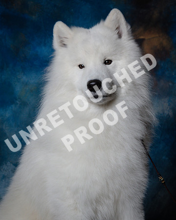 Samoyed #15 Steve Baker Diane Dodson-SSR_1532-HR3