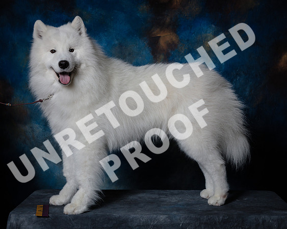 Samoyed #15 Steve Baker Diane Dodson-SSR_1535-HR3-2