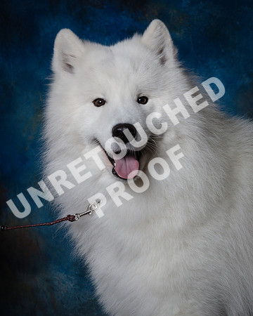 Samoyed #15 Steve Baker Diane Dodson-SSR_1535-HR3
