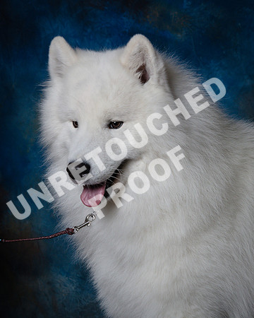 Samoyed #15 Steve Baker Diane Dodson-SSR_1536-HR3