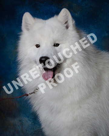 Samoyed #15 Steve Baker Diane Dodson-SSR_1538-HR3-2