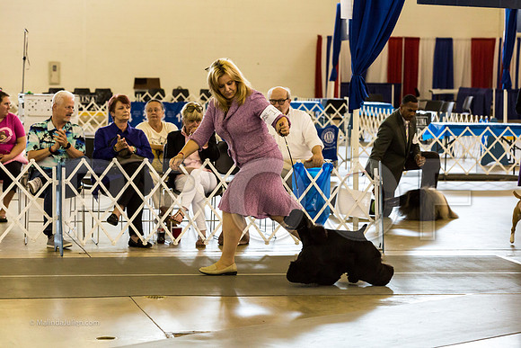 Best in Show Sat RingsMJJL9461-HR3