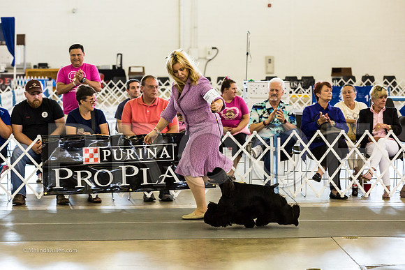Best in Show Sat RingsMJJL9466-HR3