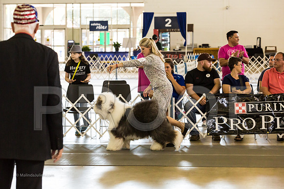 Best in Show Sat RingsMJJL9452-HR3