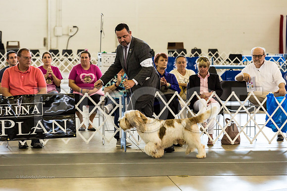Best in Show Sat RingsMJJL9455-HR3