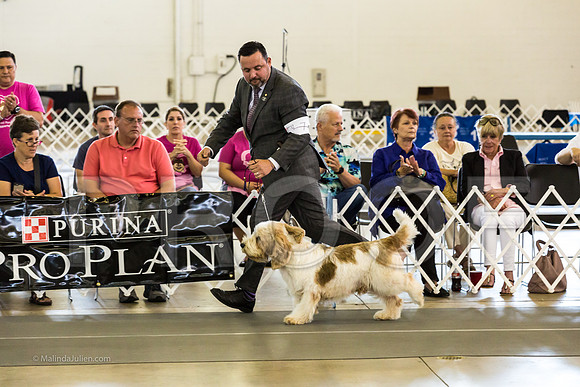 Best in Show Sat RingsMJJL9456-HR3
