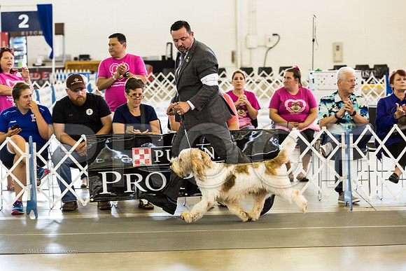 Best in Show Sat RingsMJJL9458-HR3