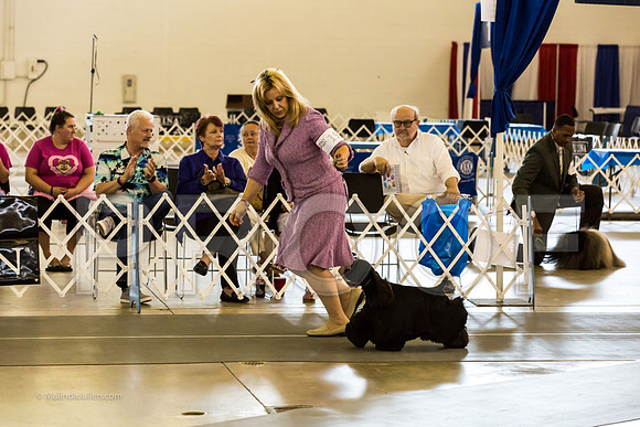 Best in Show Sat RingsMJJL9462-HR3
