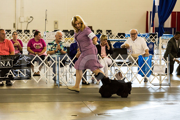 Best in Show Sat RingsMJJL9463-HR3
