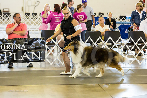 Herding Group Sat RingsMJJL8540-HR3