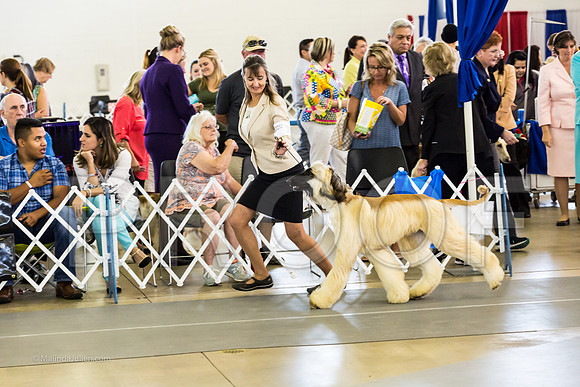 Hound Group Sat RingsMJJL7020-HR3