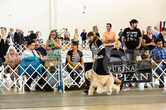 Terrier Group Sat RIngsMJJL6377-HR3