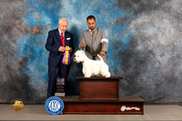 West Highland White Terrier #11 WED BOB BISS Judge Gary Sackett