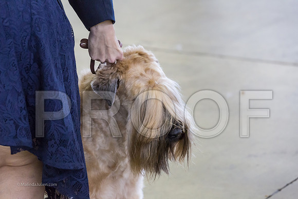 Terrier Group Sun-MJJL1951-web
