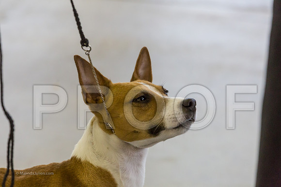 Terrier Group Sun-MJJL1953-web