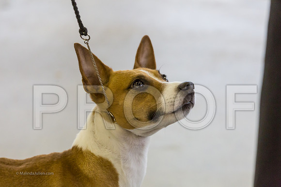 Terrier Group Sun-MJJL1954-web