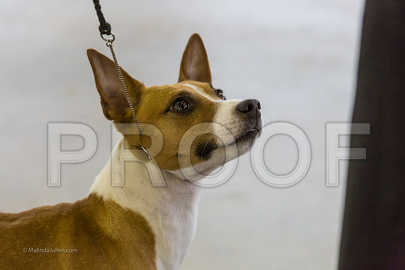 Terrier Group Sun-MJJL1955-web