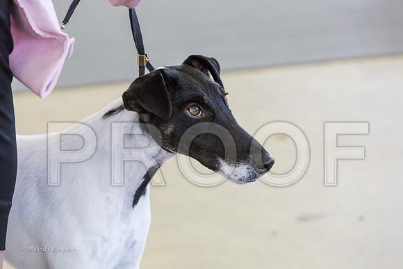 Terrier Group Sun-MJJL1961-web