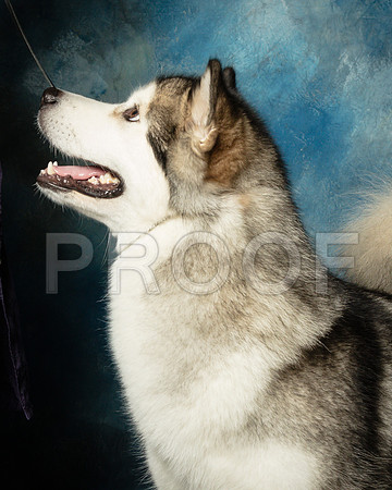 Alaskan Malamute Sun Shari James -SSR_1655-HR3