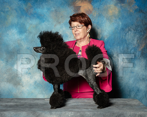 Miniature Poodle #24 Sun Burrow -SSR_1677-HR3