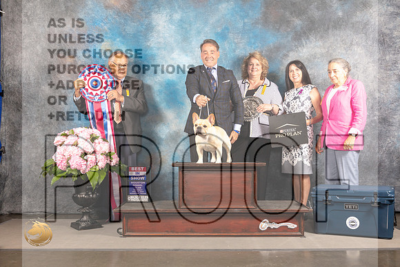 French Bulldog #7 Thur BIS Judge John Wade_MJ_4706_Houston_2022_HR3