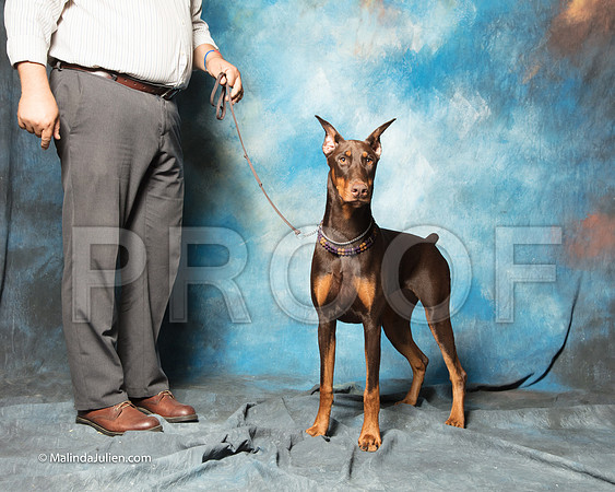 Doberman Pinscher Jeanne Field Father Daughter-SSR_1685-HR3