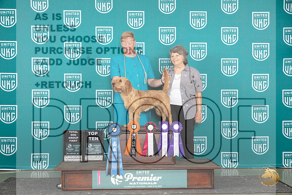 Basset Favre De Bretagne #568 Th Fri Sat top10__JP_2967_Premier_2024_HR3